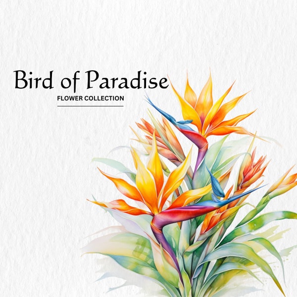 Watercolor Bird of Paradise Clipart - wild flower clipart spring floral flowers 10 PNG format instant digital download for commercial use