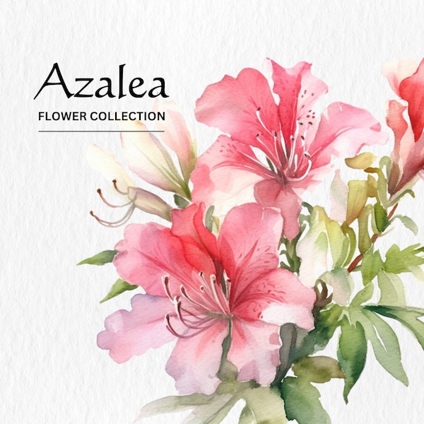 Watercolor Azalea Flowers Clipart Bundle - watercolor azalea flowers 8 PNG format instant digital download for commercial use