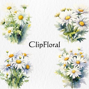 Puede incluir: Cuatro acuarelas de margaritas blancas con centros amarillos. Las margaritas est&aacute;n dispuestas en ramos y tienen hojas verdes. Las pinturas est&aacute;n sobre un fondo blanco con el texto "ClipFloral" en el centro.