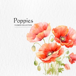 Aquarell Mohnblumen Clipart - wilde Blume Clipart Frühling Blumen Blumen 10 PNG-Format sofortiger digitaler Download für kommerzielle Nutzung