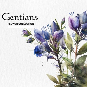 Watercolor Gentian Flowers Clipart Bundle - watercolor gentian flowers 8 PNG format instant digital download for commercial use