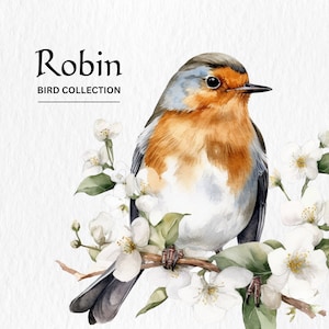 Robin clipart, 8 PNGs de alta qualidade, arte de berçário, download digital, criação de cartões, clipart de pássaro fofo, artesanato em papel digital, arte em aquarela