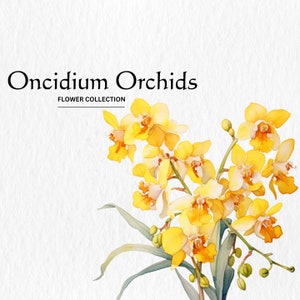 Clipart orchidées Oncidium aquarelle - fleurs florales printanières 10 PNG format téléchargement numérique instantané pour un usage commercial