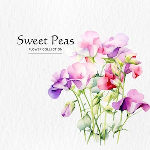 Aquarell Wicken Clipart - wilde Blume Clipart Frühling Blumen Blumen 10 PNG-Format sofortiger digitaler Download für kommerzielle Nutzung