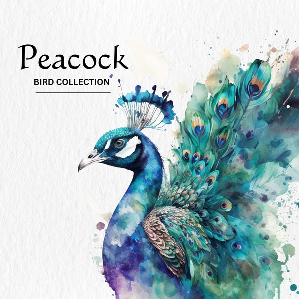 Watercolor Peacock Clipart Bundle - watercolor peacocks PNG format instant digital download for commercial use