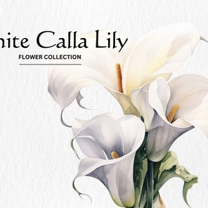 Aquarell weiße Calla Lilie Blumen Clipart Bundle - Aquarell Calla Lilie Blumen 8 PNG format sofortiger digitaler Download für kommerzielle Nutzung