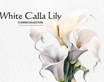 Watercolor White Calla Lily Flowers Clipart Bundle - watercolor calla lily flowers 8 PNG format instant digital download for commercial use