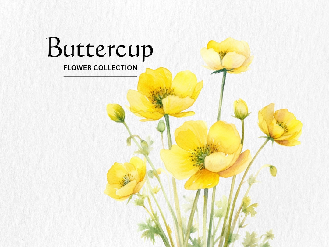 Watercolor Buttercup Flowers Clipart Bundle Png Digital Download Etsy