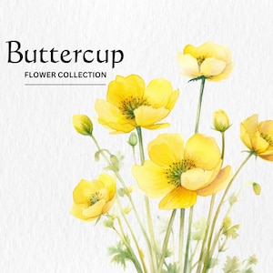 Aquarell Butterblume Blumen Clipart Bundle - Aquarell Butterblume Blumen 8 PNG format sofortiger digitaler Download für kommerzielle Nutzung