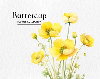Watercolor Buttercup Flowers Clipart Bundle (PNG Digital Download)