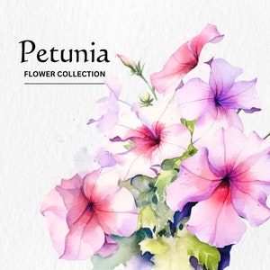 Watercolor Petunia Flowers Clipart Bundle - watercolor petunia flowers 8 PNG format instant digital download for commercial use