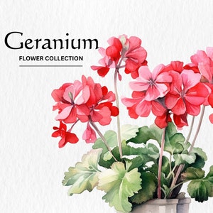 Aquarel Geranium bloemen clipart bundel - aquarel geranium bloemen 8 PNG formaat instant digitale download voor commercieel gebruik