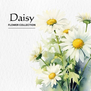 Aquarelle fleurs de marguerite Clipart Bundle - aquarelle marguerite fleurs 8 PNG format téléchargement numérique instantané pour un usage commercial