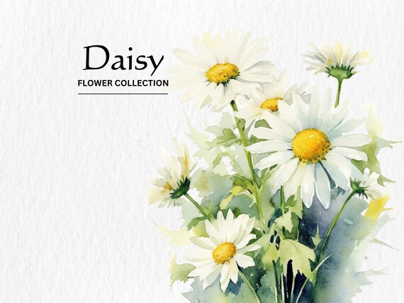 Watercolor Daisy Flowers Clipart Bundle: PNG Floral Graphics (Commercial Use) (Digital Download)