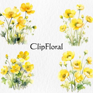 Watercolor Buttercup Flowers Clipart Bundle Png Digital Download Etsy