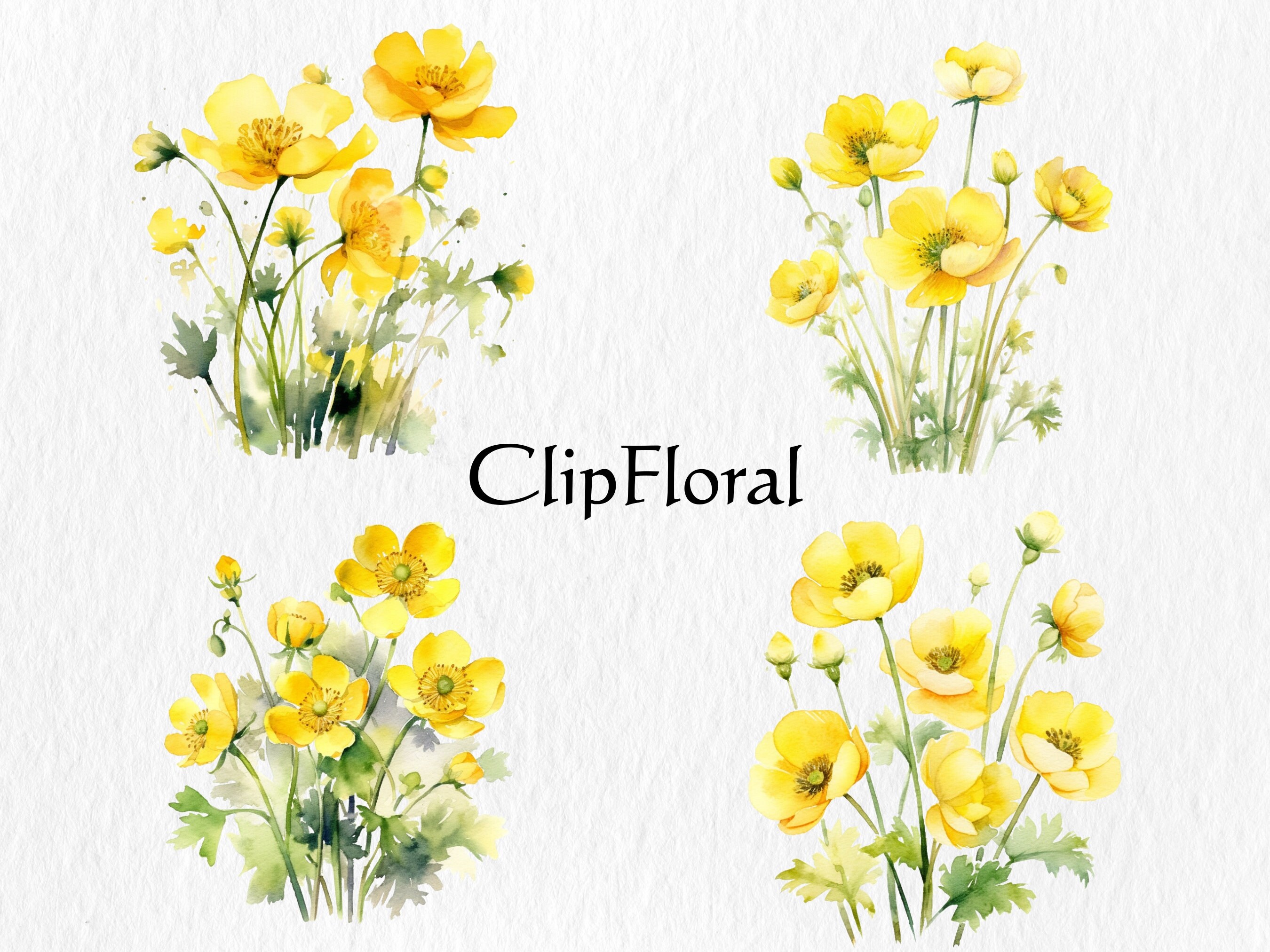 Watercolor Buttercup Flowers Clipart Bundle Png Digital Download Etsy