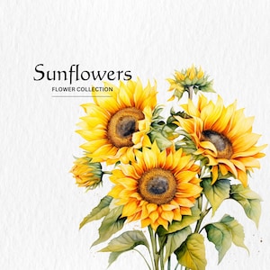 Bundle de cliparts tournesols aquarelle - tournesol aquarelle 10 PNG, art botanique, fabrication de cartes, journalisation, création numérique de papier, PNG numérique