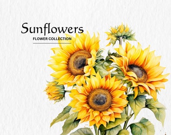 Watercolor Sunflowers Clipart Bundle: Botanical PNG Art (Digital Download)