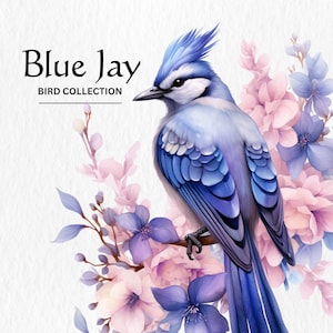 Blue Jay Clipart, 8 hochwertige PNGs, Kinderzimmer Kunst, digitaler Download, Karten machen, niedliche Vogel Clipart, digitales Papier Handwerk, Aquarell