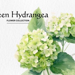 Pacchetto Clipart fiori di ortensia verde dell'acquerello - fiori di ortensia dell'acquerello 8 formato PNG download digitale istantaneo per uso commerciale