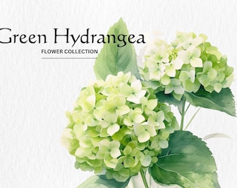 Watercolor Green Hydrangea Flowers Clipart Bundle - watercolor hydrangea flowers 8 PNG format instant digital download for commercial use