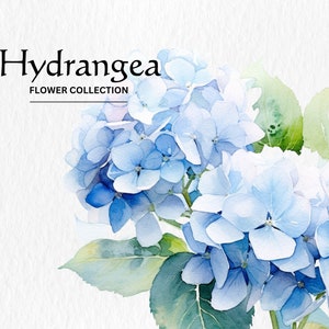 水彩アジサイの花のクリップアートバンドル - 水彩アジサイの花 8 PNG 形式、商用利用のための即時デジタルダウンロード