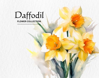 Watercolor Daffodil Flowers Clipart Bundle - watercolor daffodil flowers 8 PNG format instant digital download for commercial use
