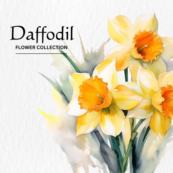 Watercolor Daffodil Flowers Clipart Bundle - watercolor daffodil flowers 8 PNG format instant digital download for commercial use
