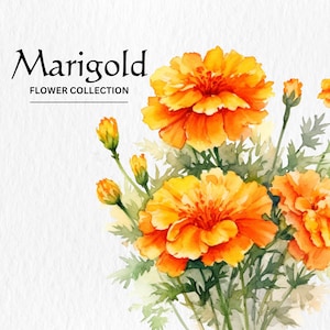 Pacote de clipart de flores de calêndula aquarela - flores de calêndula aquarela 8 download digital instantâneo em formato PNG para uso comercial