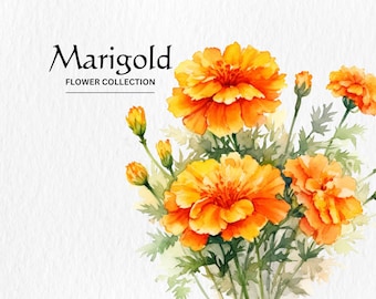 水彩のマリーゴールドの花のクリップアート、黄色のデジタルイラスト