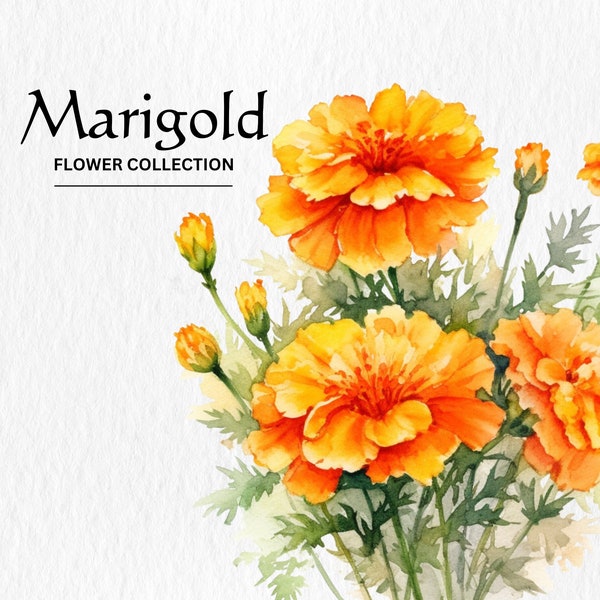 Watercolor Marigold Flowers Clipart Bundle - watercolor marigold flowers 8 PNG format instant digital download for commercial use