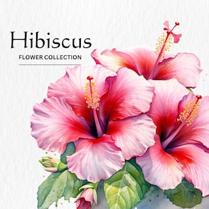 Paquete de imágenes prediseñadas de flores de hibisco de acuarela - descarga digital instantánea en formato PNG de 8 flores de hibisco de acuarela para uso comercial
