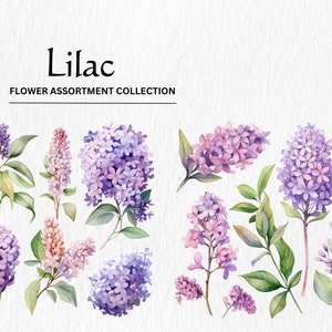Paquete de imágenes prediseñadas de flor lila púrpura acuarela - flores de color lila púrpura acuarela 8 descarga digital instantánea en formato PNG para uso comercial