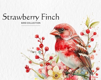 Watercolor Strawberry Finch Clipart, 10 High Quality PNGs, Nursery Art, Digital Download, Card Making, Cute Bird Clipart, Digital Paper
