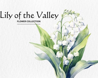 Acuarela Lily of the Valley Clipart Bundle - acuarela lirio de los valles flor 8 formato PNG descarga digital instantánea para uso comercial