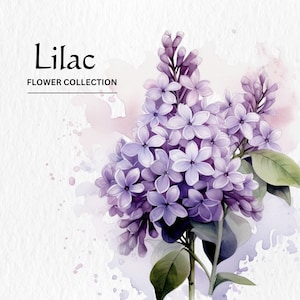 Acuarela Surtida Lila Flor Clipart Bundle - acuarela lila púrpura flores 8 PNG formato descarga digital instantánea para uso comercial
