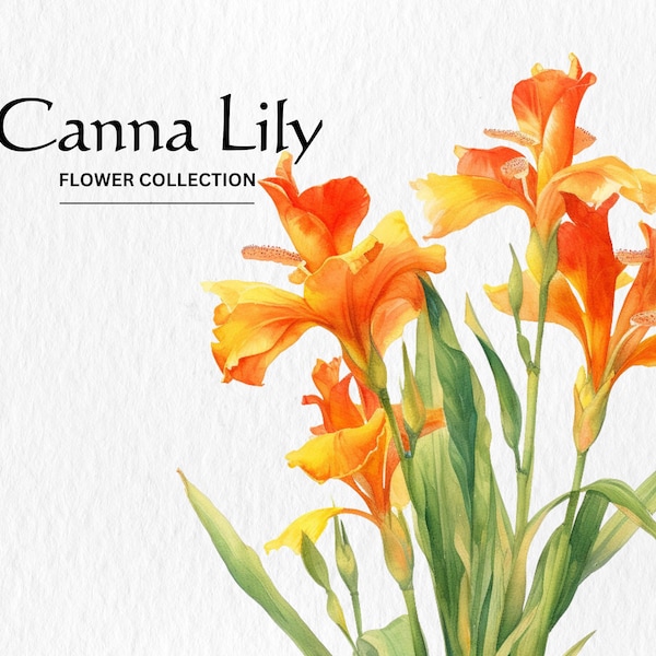 Watercolor Canna Lily Flowers Clipart Bundle - watercolor canna lily flowers 8 PNG format instant digital download for commercial use