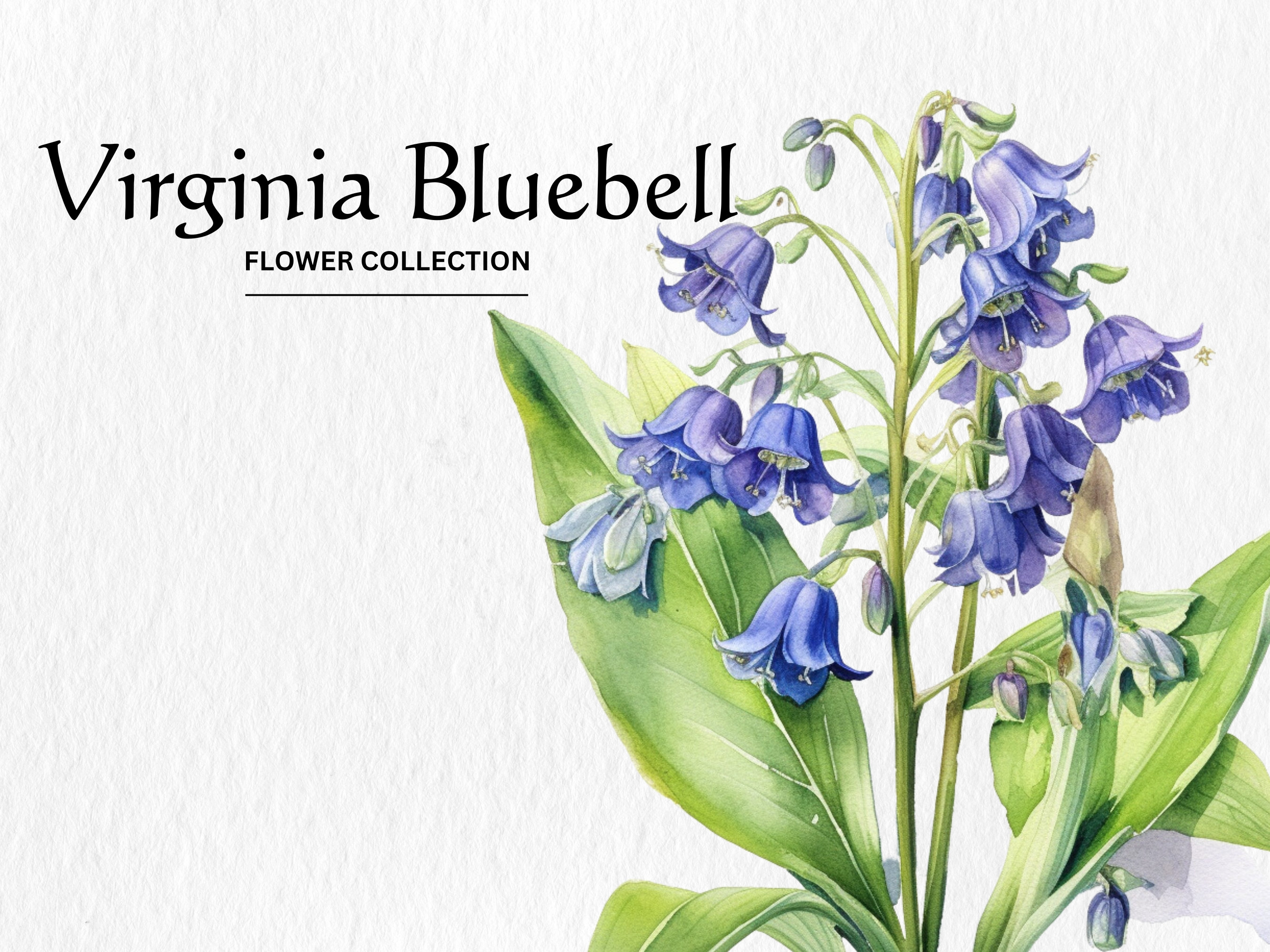 Watercolor Virginia Bluebell Flower Clipart Bundle - watercolor virginia bluebell 8 PNG format instant digital download commercial use
