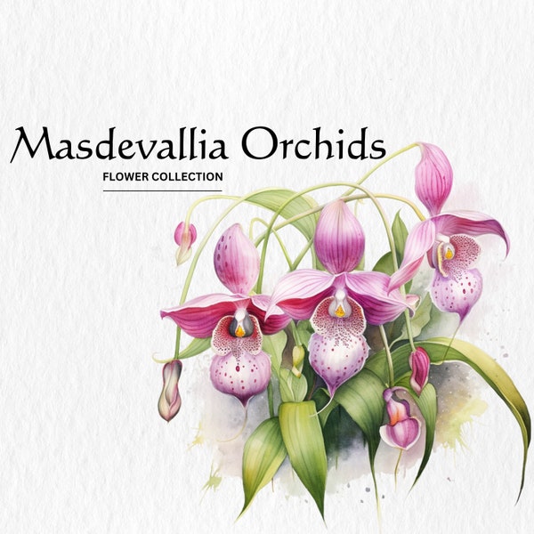 Watercolor Masdevallia Orchids Clipart - spring floral flowers 10 PNG format instant digital download for commercial use