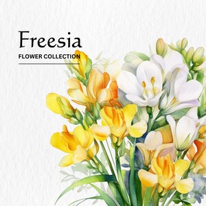 Watercolor Freesia Flowers Clipart Bundle - watercolor freesia flowers 8 PNG format instant digital download for commercial use