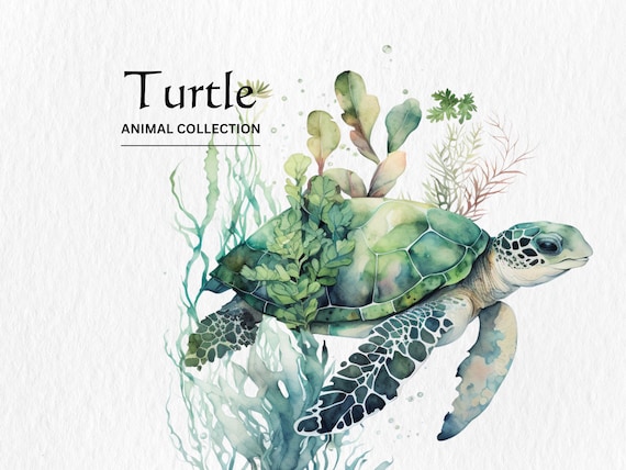 Watercolor Sea Turtle Clipart Bundle – PNG Digital Download