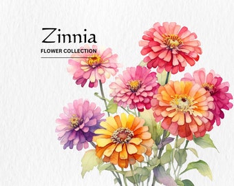 Watercolor Zinnia Flowers Clipart Bundle: PNG Floral Designs (Digital Download)