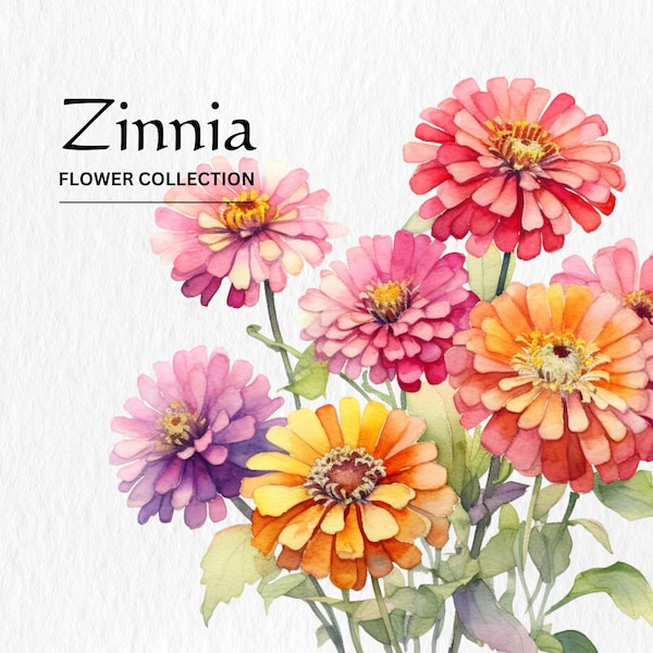 Watercolor Zinnia Flowers Clipart Bundle - watercolor zinnia flowers 8 PNG format instant digital download for commercial use