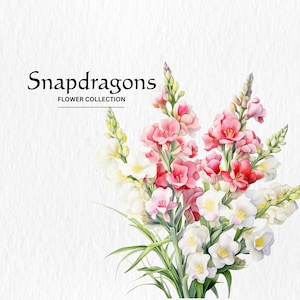 Aquarell Löwenmäulchen Clipart - wilde Blume Clipart Frühling Blumen Blumen 10 PNG-Format sofortiger digitaler Download für kommerzielle Nutzung
