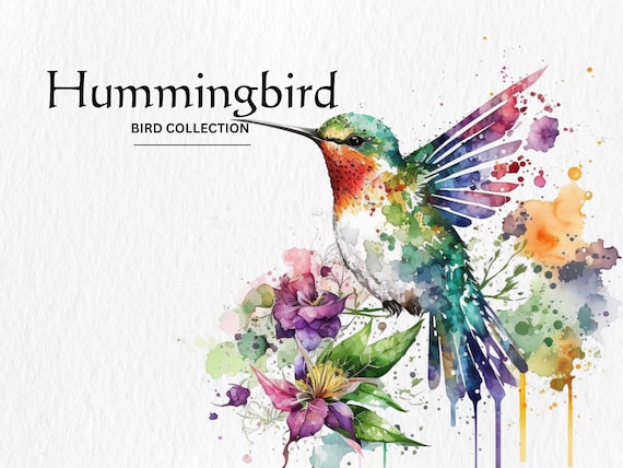 Watercolor Hummingbird Clipart Bundle – PNG Digital Download