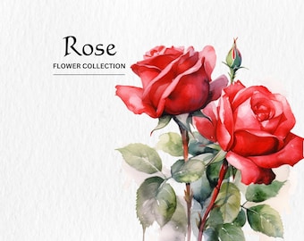 Aquarell Rose Clipart Bundle: PNG Florale Designs (Digital Download)