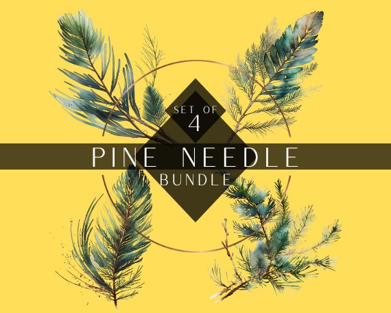 Longleaf Pine Needles One 2 Ounce Bundle 