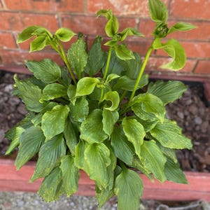 HOSTA VINTRICOSA More Sun Tolerant than most Hostas Zones 3 to 9 Blooms Lavender