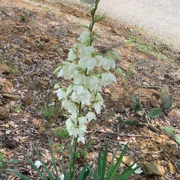 Adams Needle Yucca, flowering, drought tolerant, sun to shade, fast growing, thrives almost anywhere, group of 3 good, well draining soil