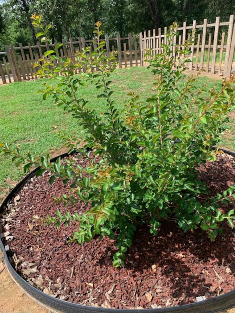 Crepe Myrtle Seedling Trees, Deciduous, Fast Growing, Adaptable to Soil, Low Maintenance Etsy